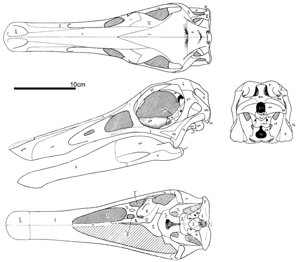 Gallimimus skull 3 views